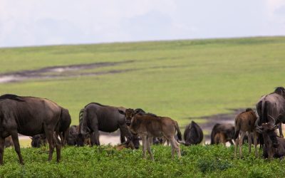 When is the Best Time to Visit Tanzania for Wildlife Safaris